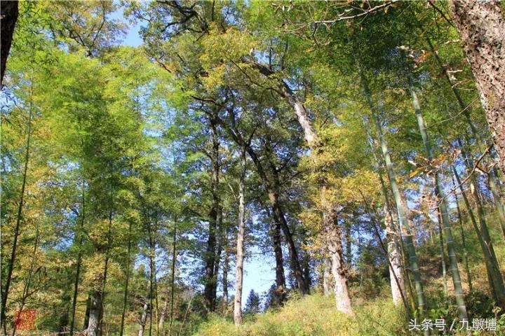 美醉了!了不起的金寨