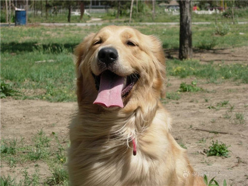 金毛好养还是阿拉斯加好养 (养金毛好还是养边牧好)