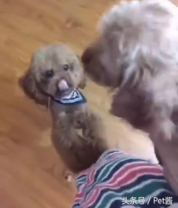 狗主人捡了一只母狗准备送保安室，家里的泰迪不让送：那是我媳妇