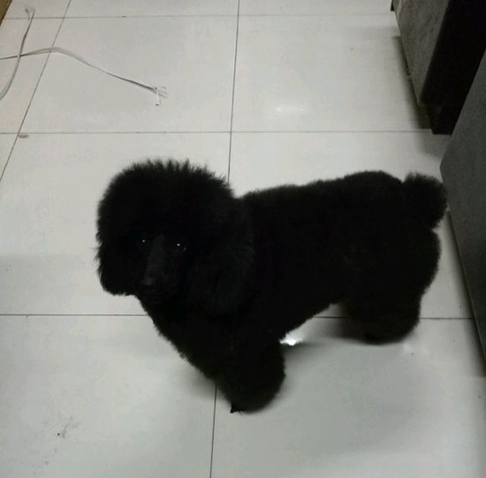 养泰迪真好吗,养黑泰迪好还是灰泰迪好