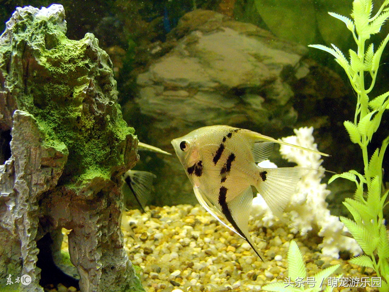 淡水观赏鱼用什么药好使,水产鱼药可以用于观赏鱼