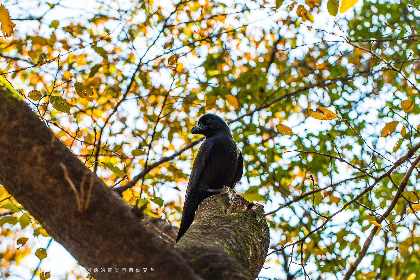 去东京玩用什么攻略,东京攻略东京