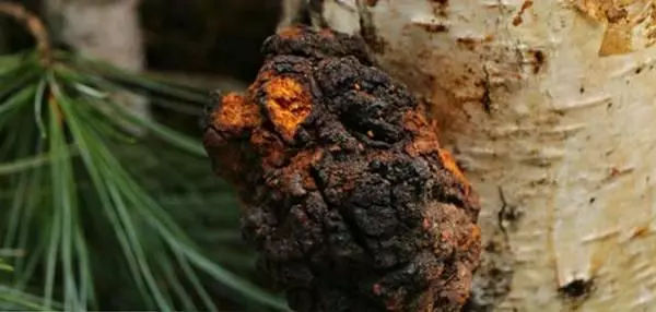 俄罗斯桦树茸大自然的馈赠,俄罗斯的白桦茸照片