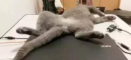 国外一只猫经常露出奇怪表情,国外一只猫每天自己外出