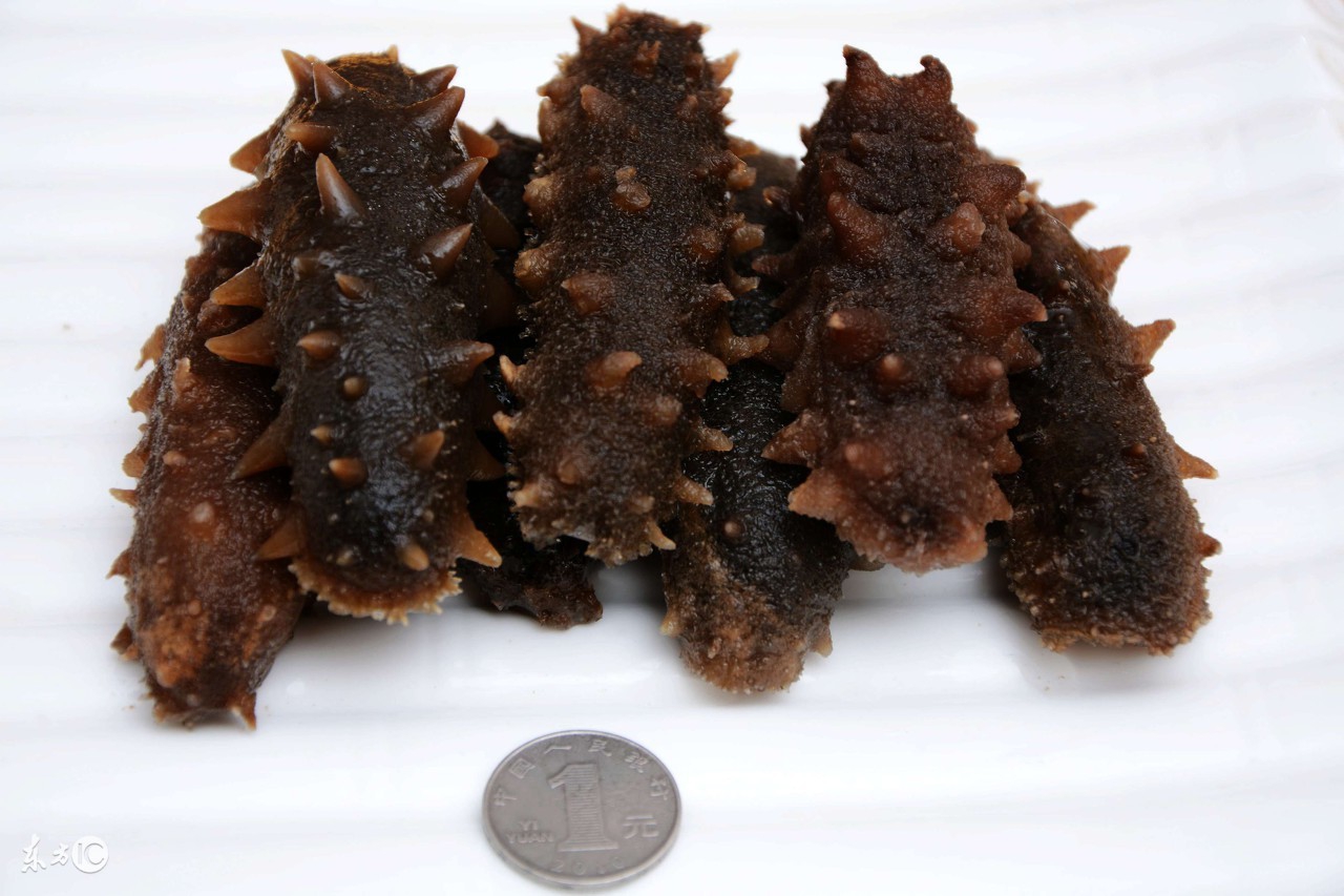 海参有几种颜色的,海参不同的颜色