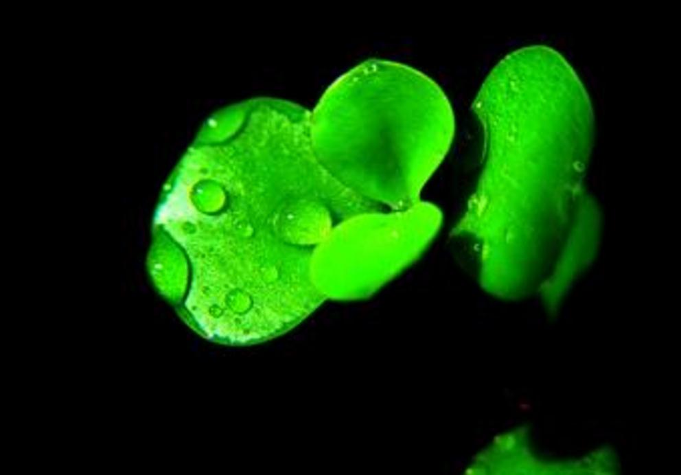 做人别太奸早晚得翻船,做人一定要当心一点