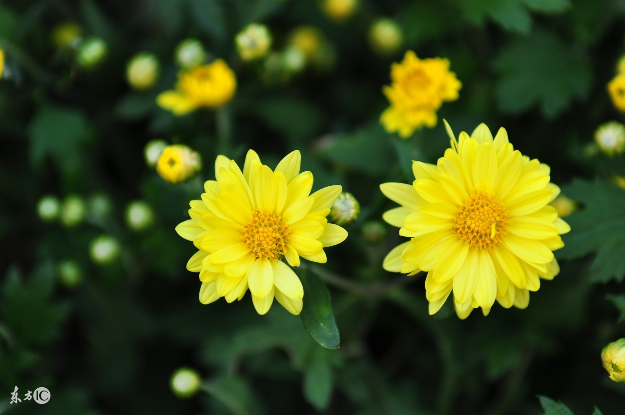 痔疮癌的前兆痔疮疼怎么治疗,痔疮防治妙招大放送