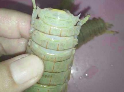 椒盐皮皮虾大众口味人人喜欢,30秒教你做椒盐皮皮虾