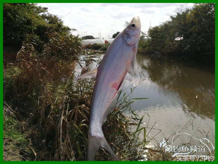 爽钓渔具,爽钓黄金版