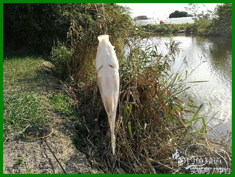 爽钓渔具,爽钓黄金版