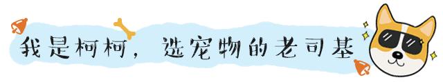 养猫选金吉拉还是银渐层,如何购买品相好的金吉拉猫