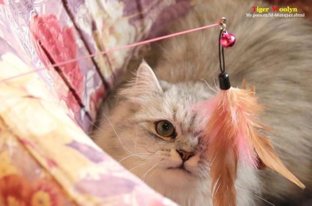 养猫选金吉拉还是银渐层,如何购买品相好的金吉拉猫