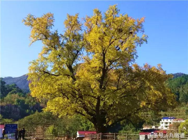 美醉了!了不起的金寨