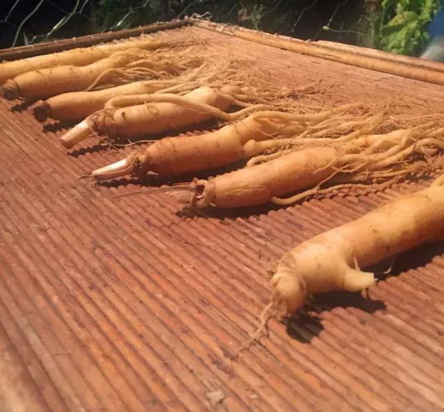 古法炮制九蒸九晒姜正宗做法,正宗古法九蒸九晒方法