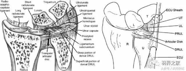 看过来教你怎样保护手腕,做俯卧撑怎么保护手腕