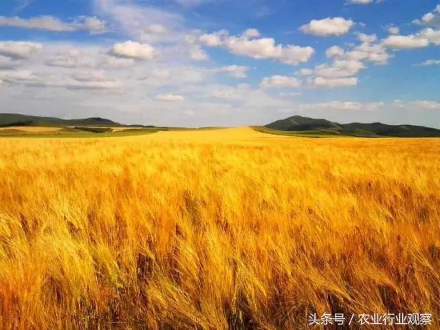 创业小黑板｜鸭稻共生、稻鳖共生、鸡茶共生、稻鱼共生