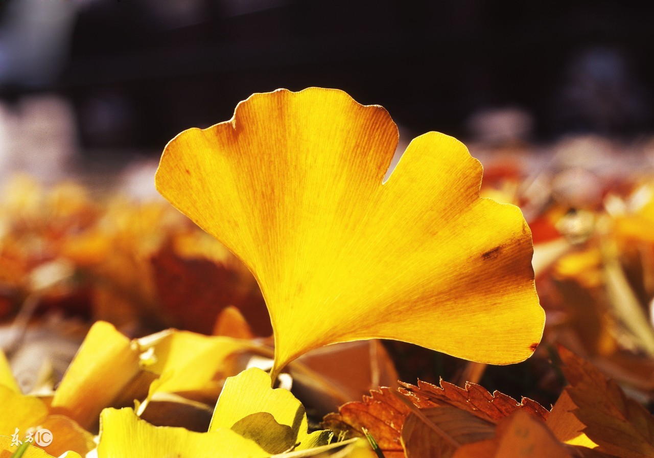 银杏叶祛痘方法,银杏叶泡水喝的祛斑功能