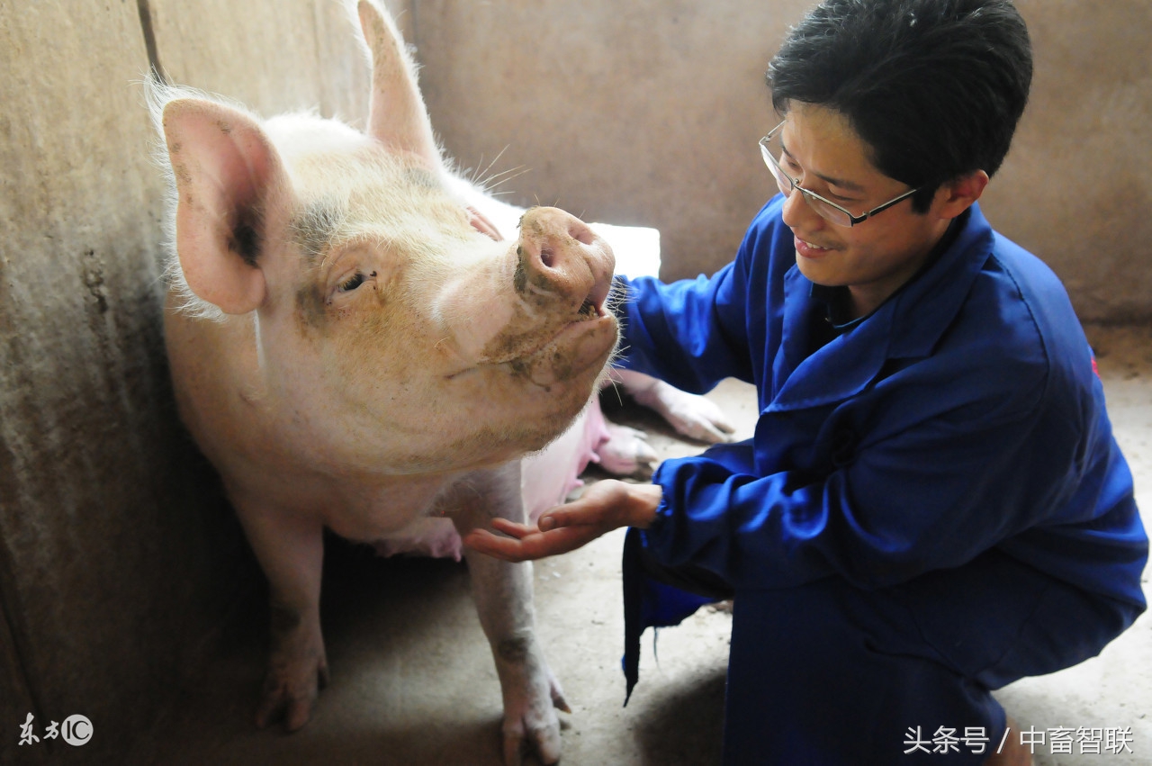 如何通过望、闻、问、切给猪诊病？