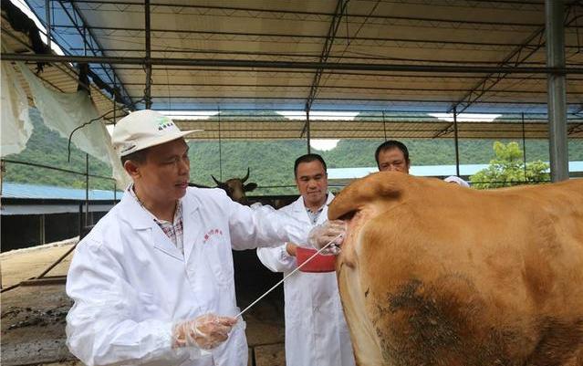 常用母牛发情鉴定方法，详细介绍、十分准确！