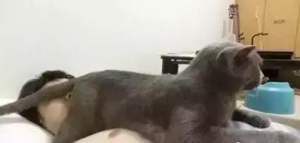 国外一只猫经常露出奇怪表情,国外一只猫每天自己外出