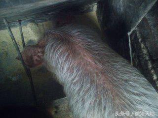 养猪技术手册,养猪技术手册四册