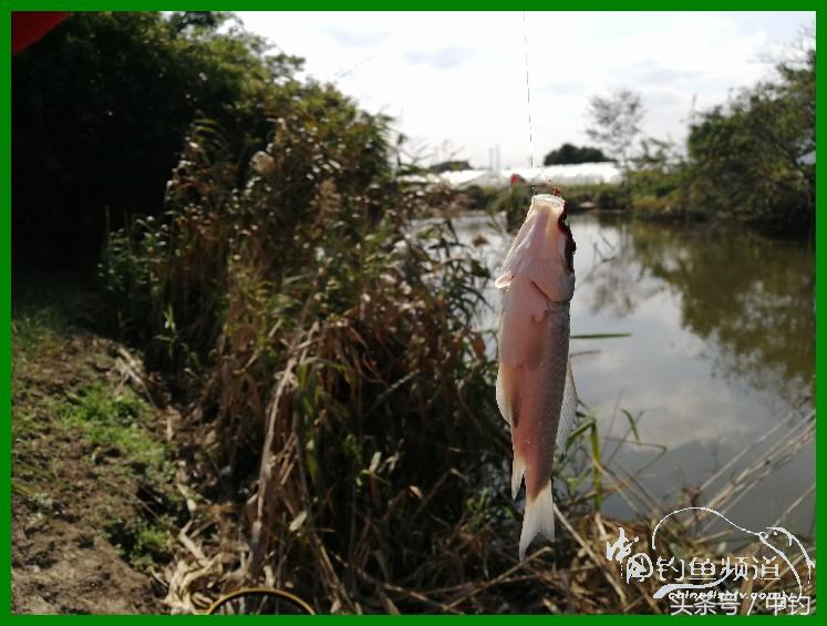 爽钓渔具,爽钓黄金版