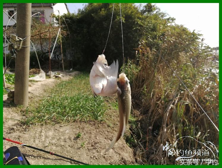 爽钓渔具,爽钓黄金版