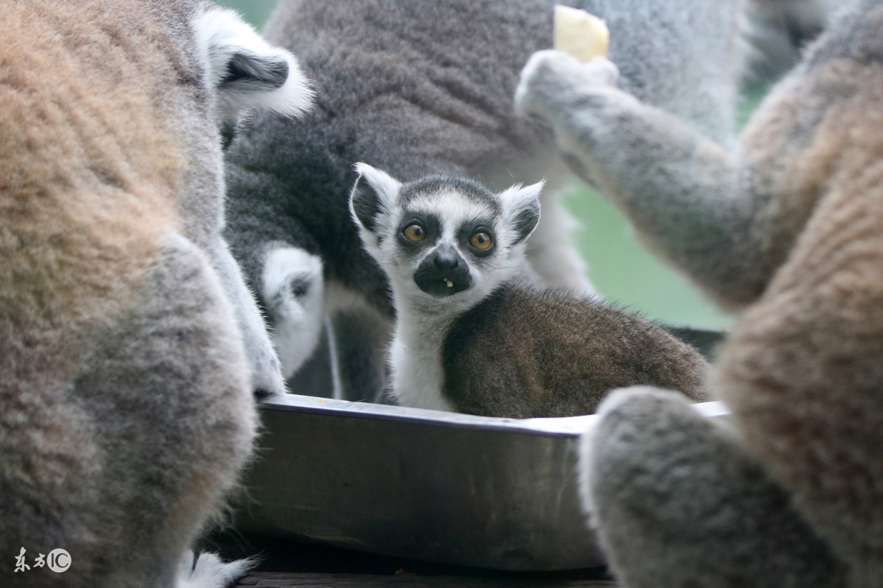 郑州动物园简介,郑州动物园叫什么名字