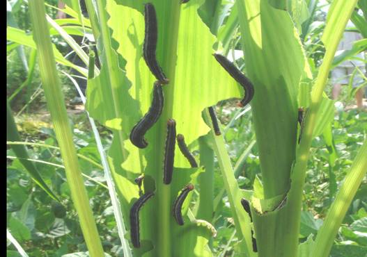 农药种植小技巧视频,种植农作物如何提升产量