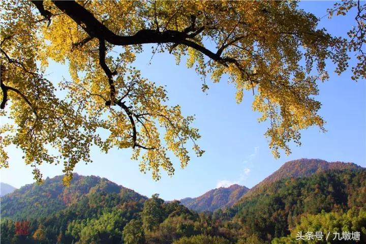 美醉了!了不起的金寨