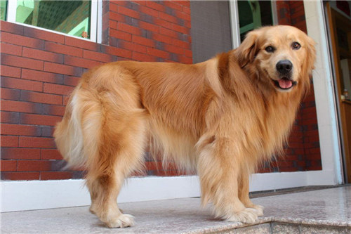 金毛好养还是阿拉斯加好养 (养金毛好还是养边牧好)