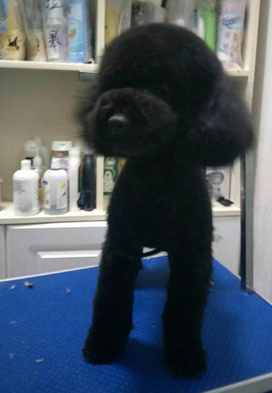 养泰迪真好吗,养黑泰迪好还是灰泰迪好