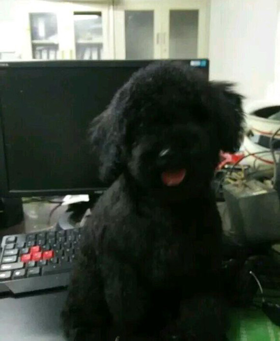 养泰迪真好吗,养黑泰迪好还是灰泰迪好