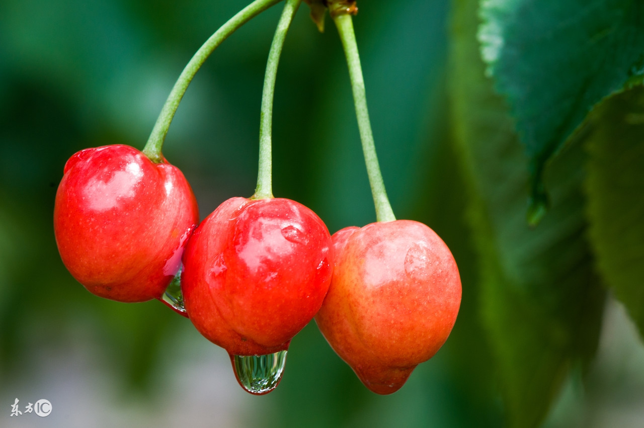 为什么同样的水果价格相差很多,为什么一样的水果价格差距太大