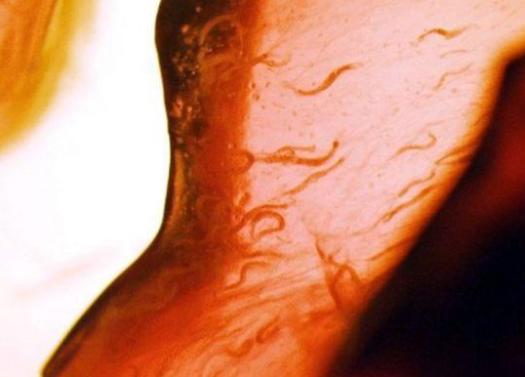 人类第1个进入太空的宇航员,动物界十大太空宇航员