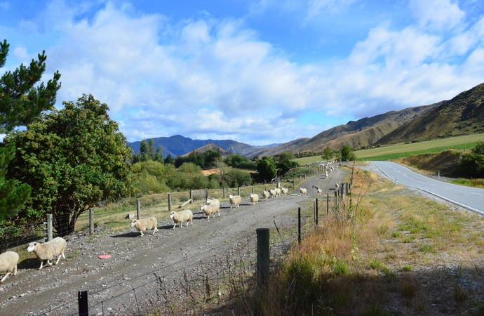 新西兰南北岛10天之旅,自驾游新西兰南北岛攻略