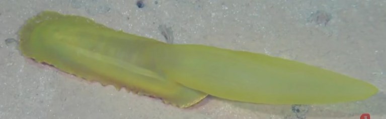 海参有几种颜色的,海参不同的颜色