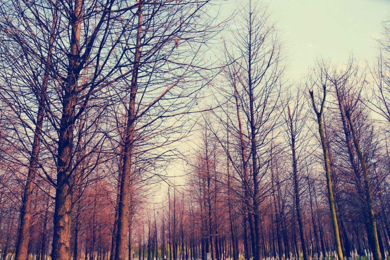 上海各个景点路线图,上海地铁沿线景点大全游上海必备