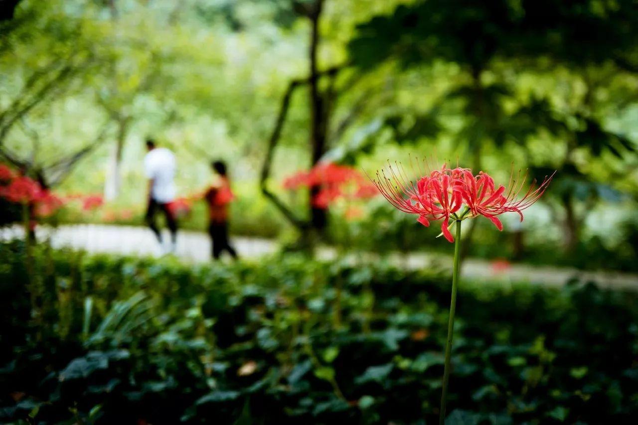 徕卡q如何连接手机,徕卡q-p值得买吗