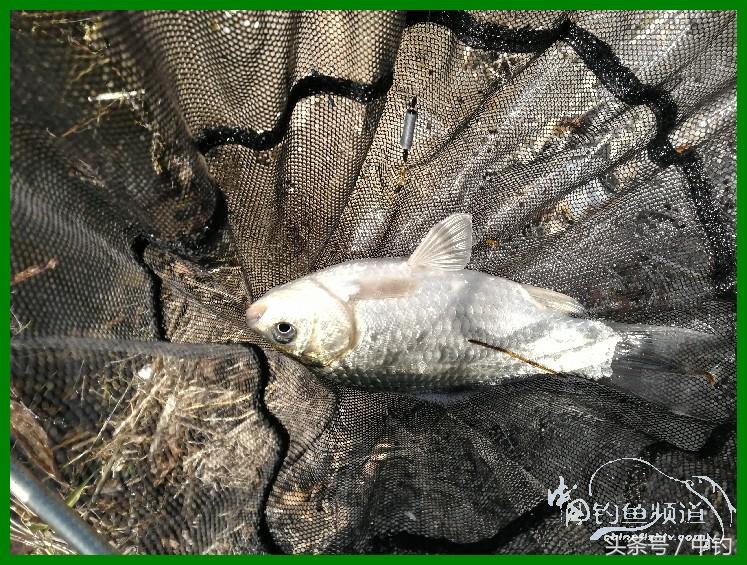 爽钓渔具,爽钓黄金版