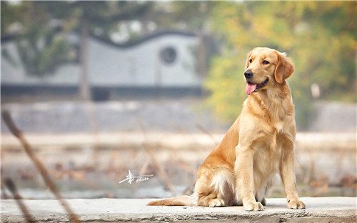 金毛好养还是阿拉斯加好养 (养金毛好还是养边牧好)