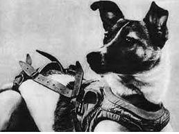 人类第1个进入太空的宇航员,动物界十大太空宇航员