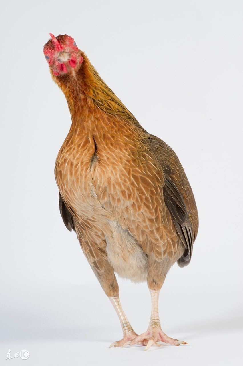 淘汰鸡到底是什么,淘汰鸡是什么鸡呀