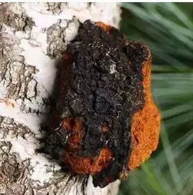 俄罗斯桦树茸大自然的馈赠,俄罗斯的白桦茸照片