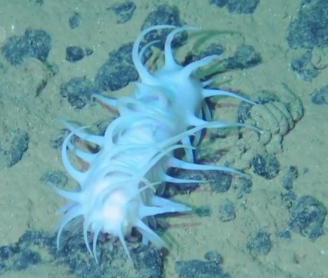 海参有几种颜色的,海参不同的颜色