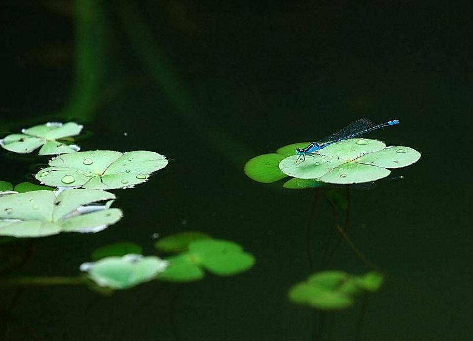 做人别太奸早晚得翻船,做人一定要当心一点