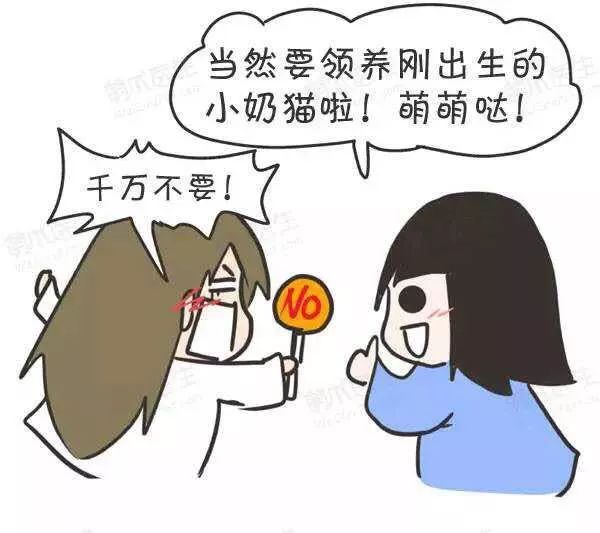 领养猫咪怎么看精神状态,领养猫咪如何知道乖不乖