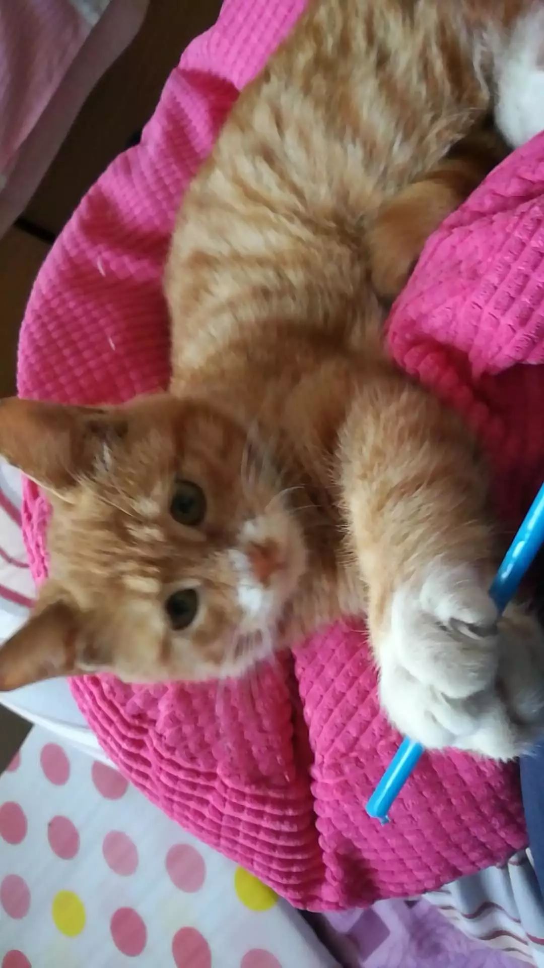 领养猫咪怎么看精神状态,领养猫咪如何知道乖不乖