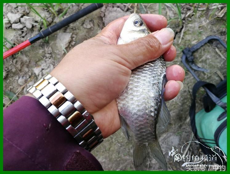 爽钓渔具,爽钓黄金版