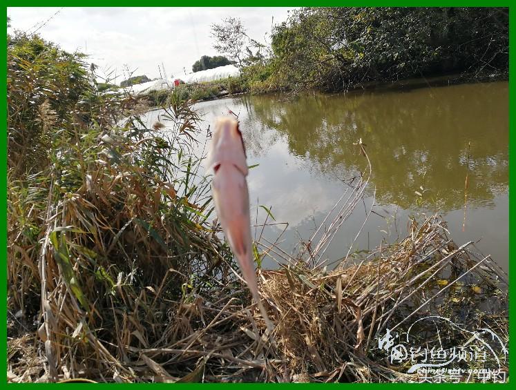 爽钓渔具,爽钓黄金版